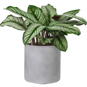 calathea-sanderiana